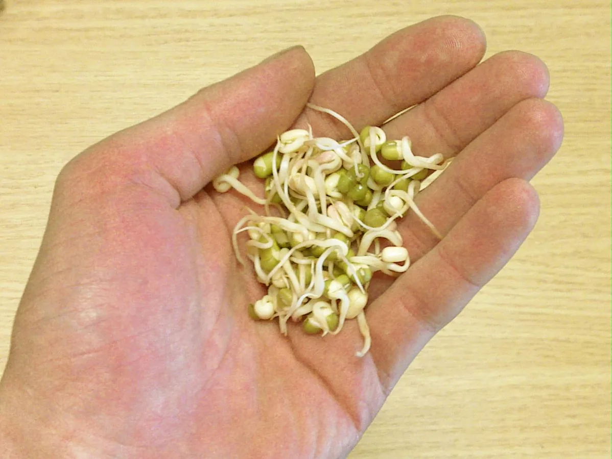 Mung Bean Sprouts