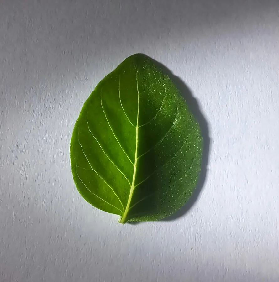 Basil