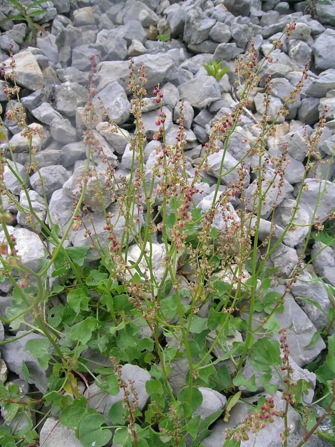 French Sorrel