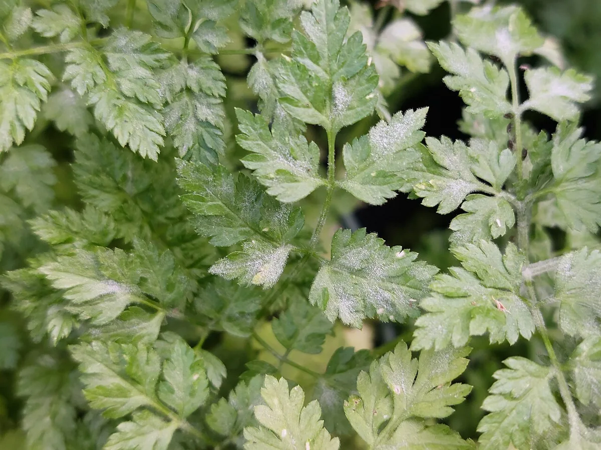 Fresh Chervil