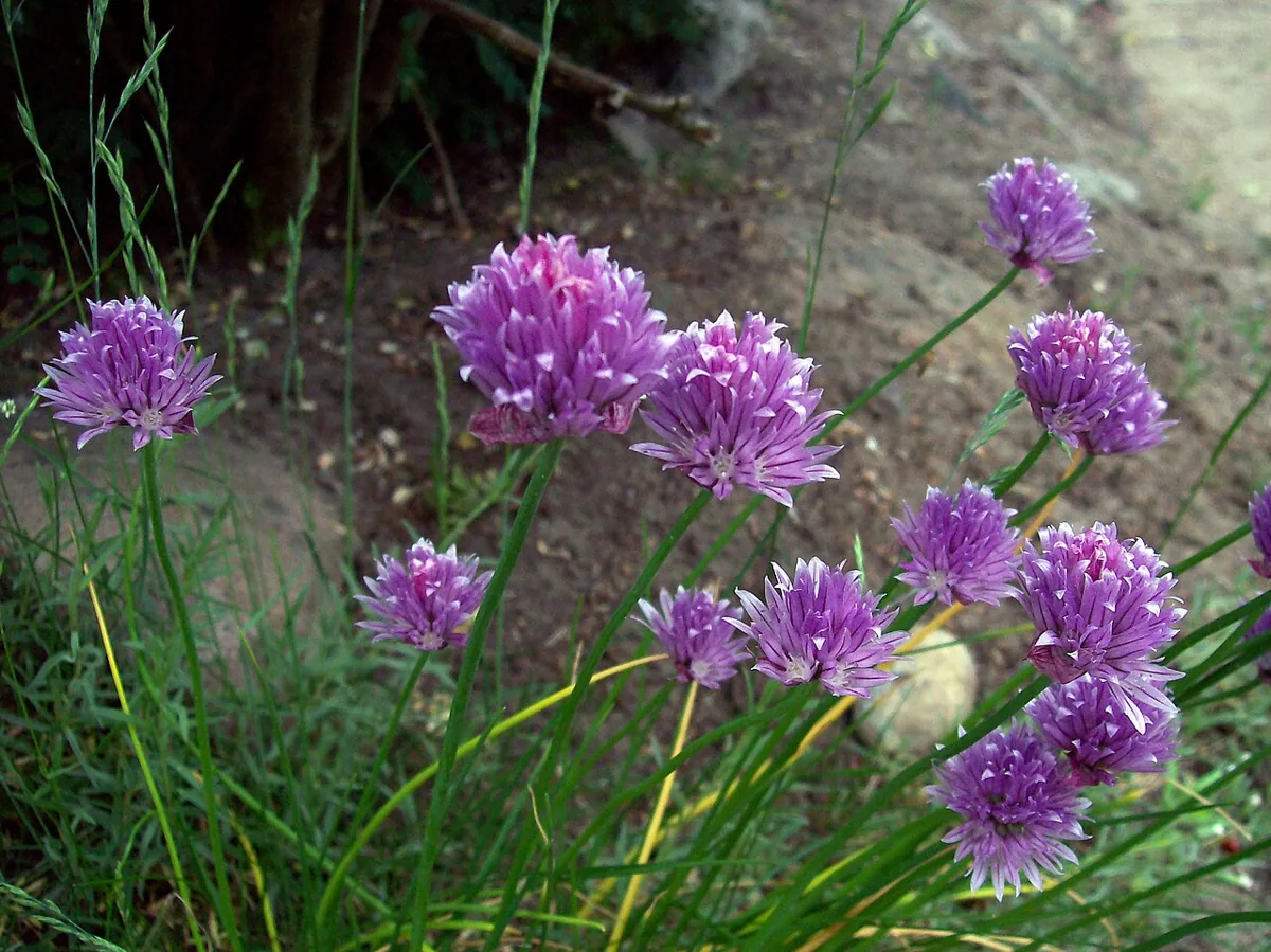Chives vegetable