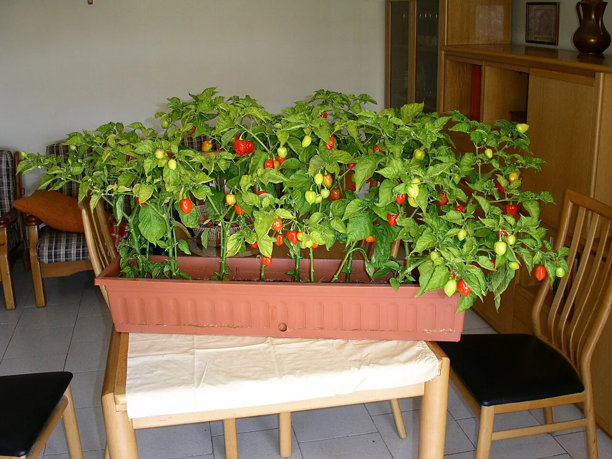 Habanero Pepper