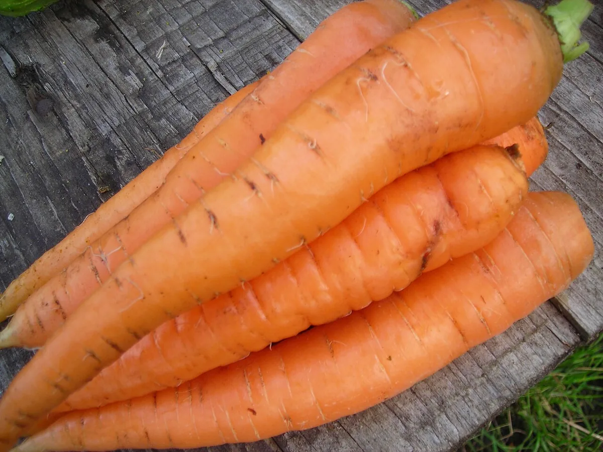 Carrot vegetable