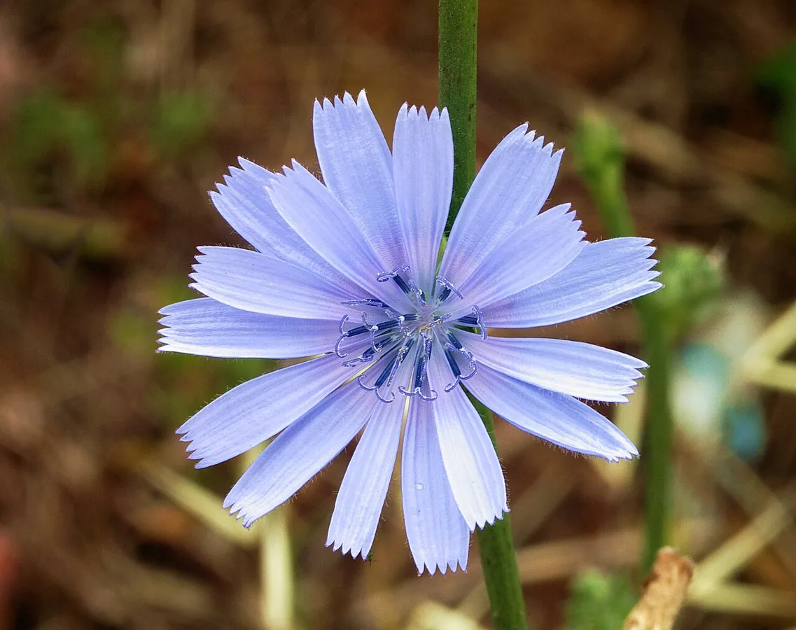 Chicory Greens