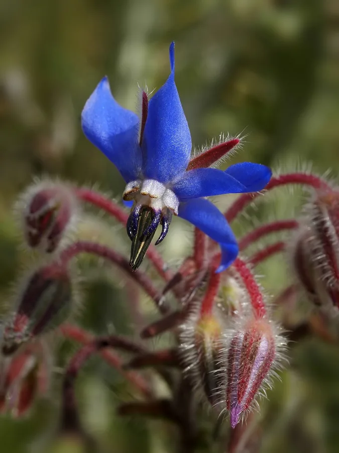 Borage vegetable
