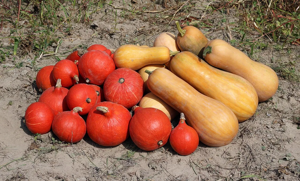 Winter Hubbard Squash