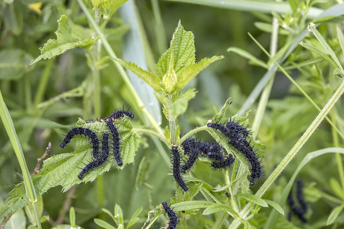 Stinging Nettles