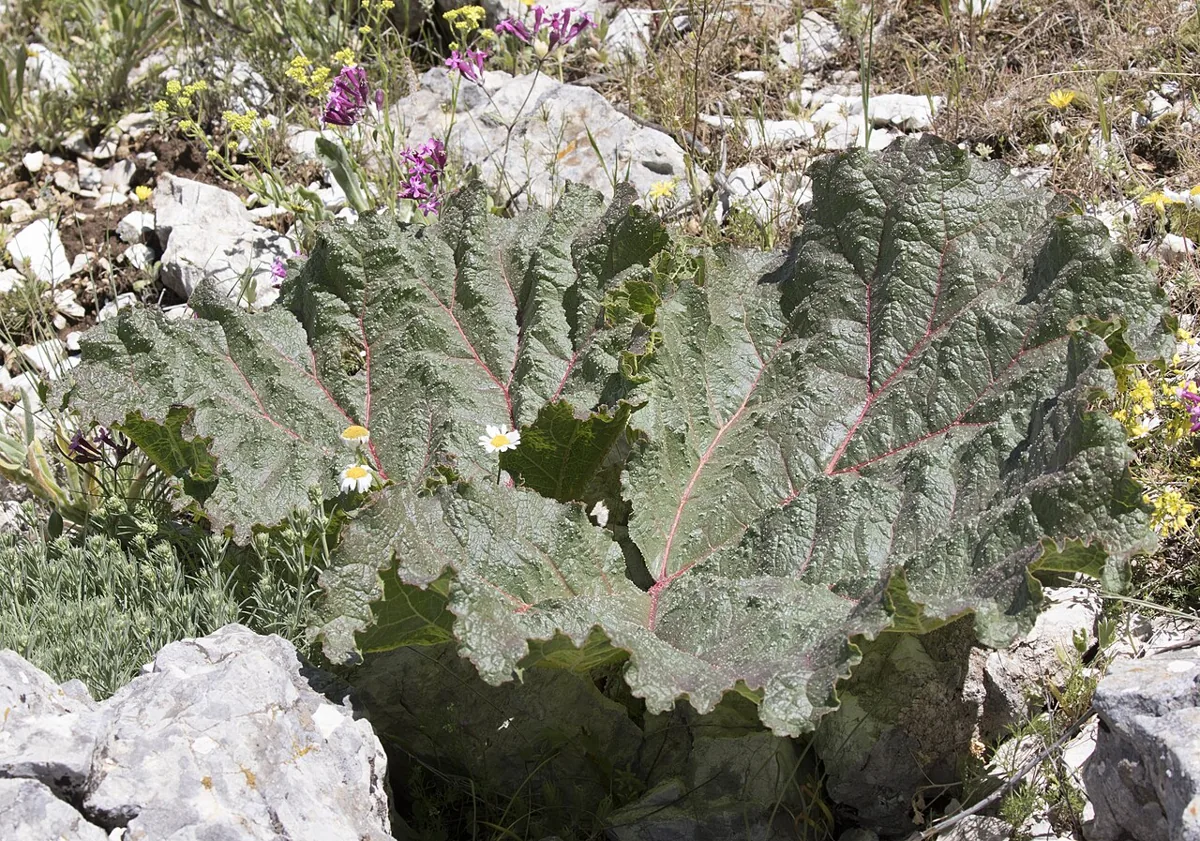 Syrian Rhubarb (Işkın)