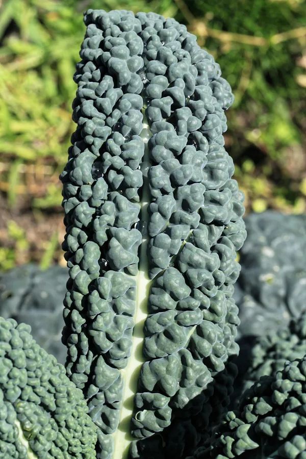 Cavolo Nero