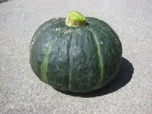 Kabocha Squash