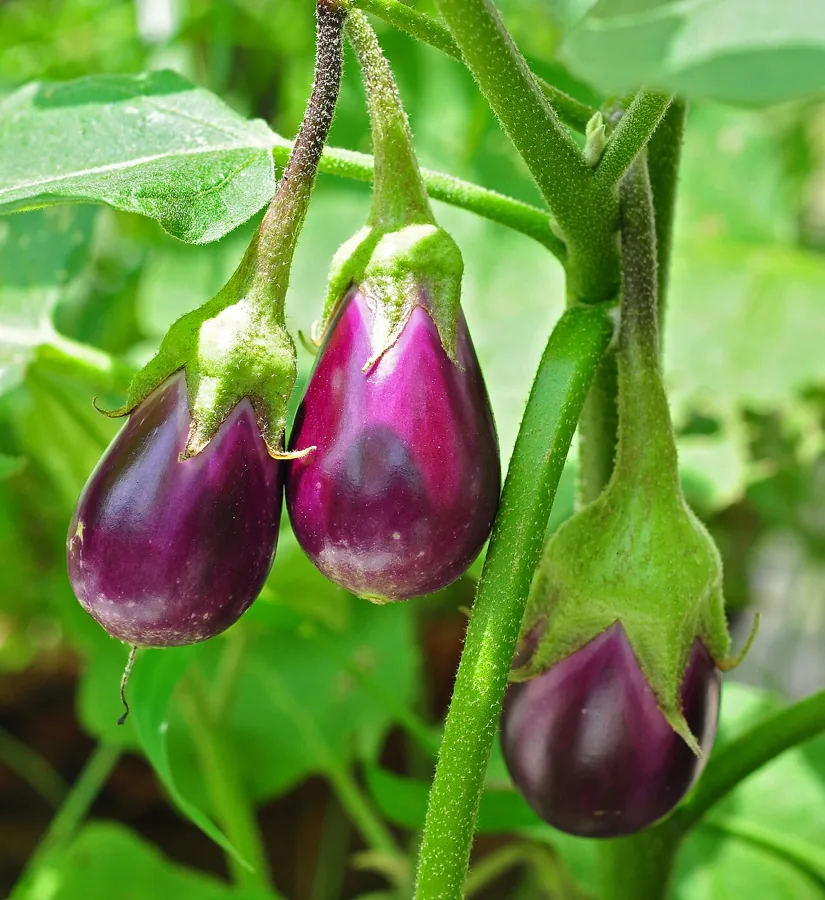 Japanese Eggplant