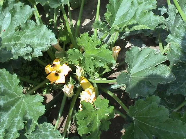 Zucchini vegetable