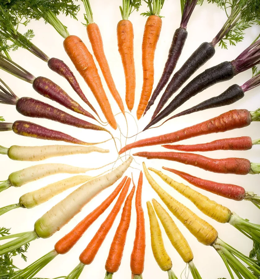 Black Carrot