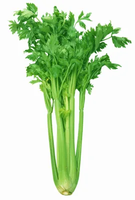 Celery