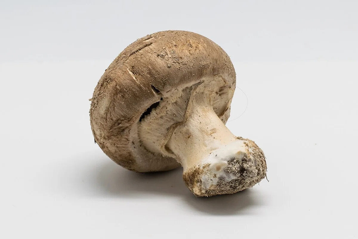 Cremini Mushroom