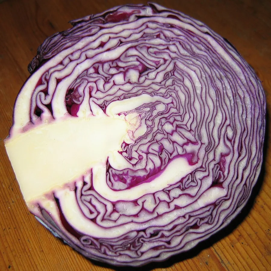 Red Cabbage vegetable