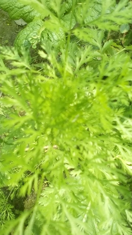 Cilantro