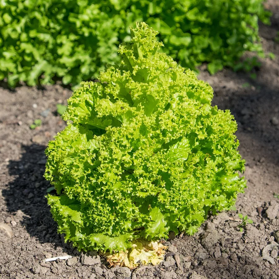 Curly Leaf Lettuce
