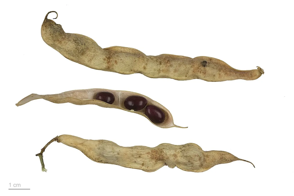 Dried Kidney Beans