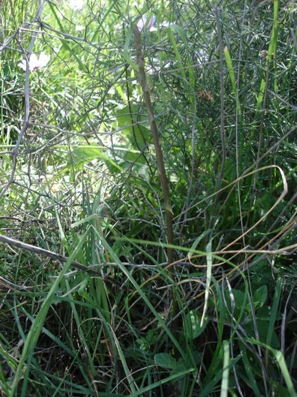 Asparagus