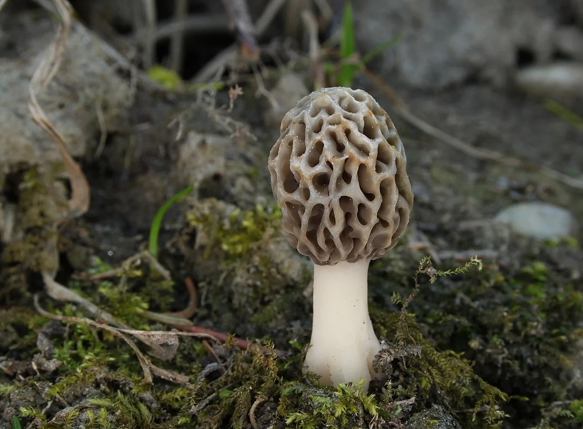 Morel Mushroom