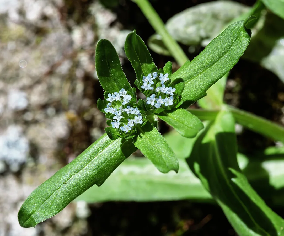 Lamb's Lettuce