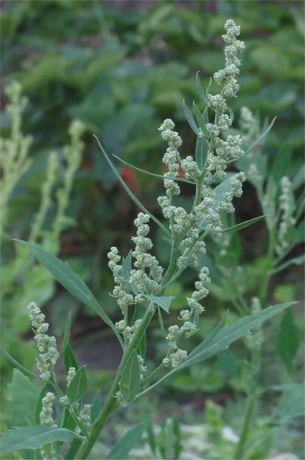 Lambsquarters (Sirken/Kazayağı) sebze görseli