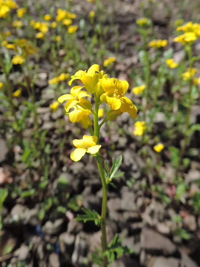 Land Cress