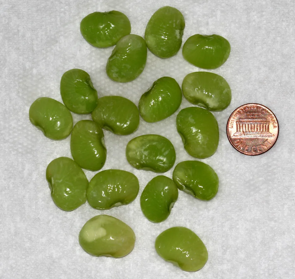 Fresh Lima Beans