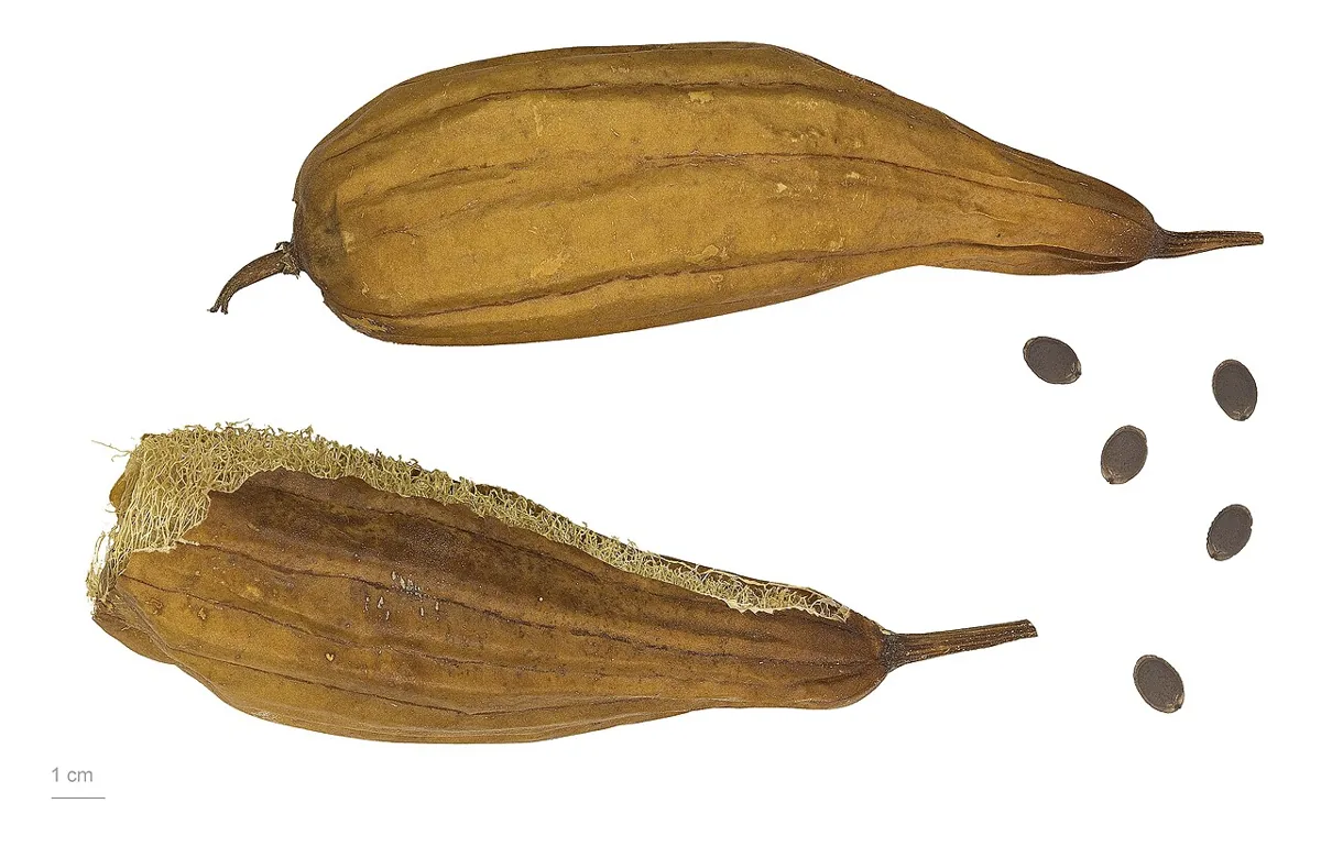 Luffa Gourd