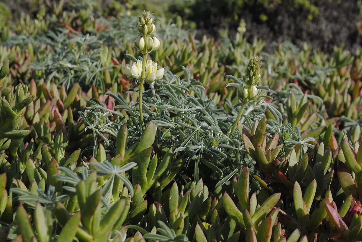 Lupins