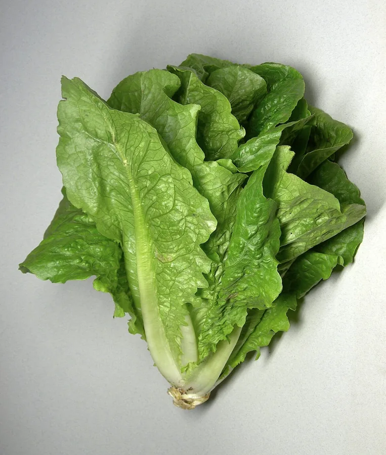 Cos Or Romaine Lettuce