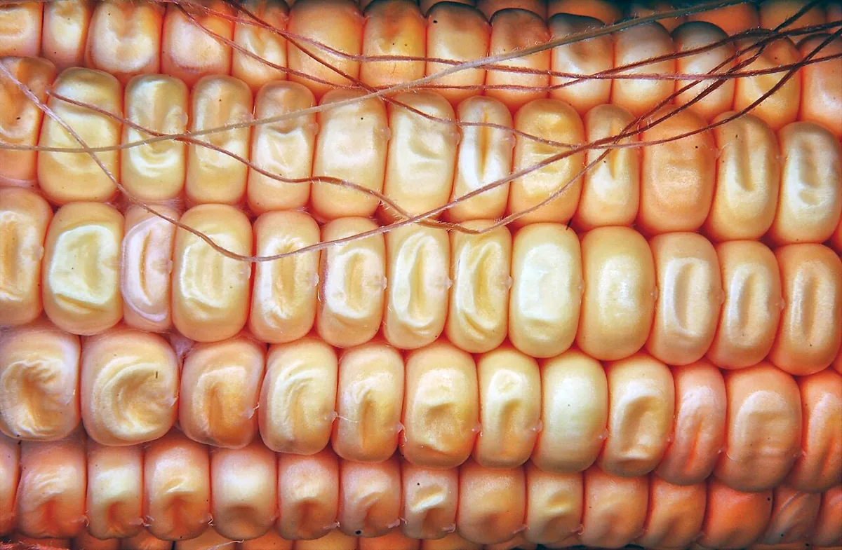 Sweet Yellow Corn