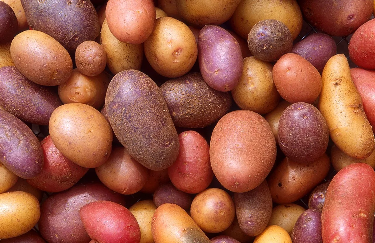 Potato vegetable