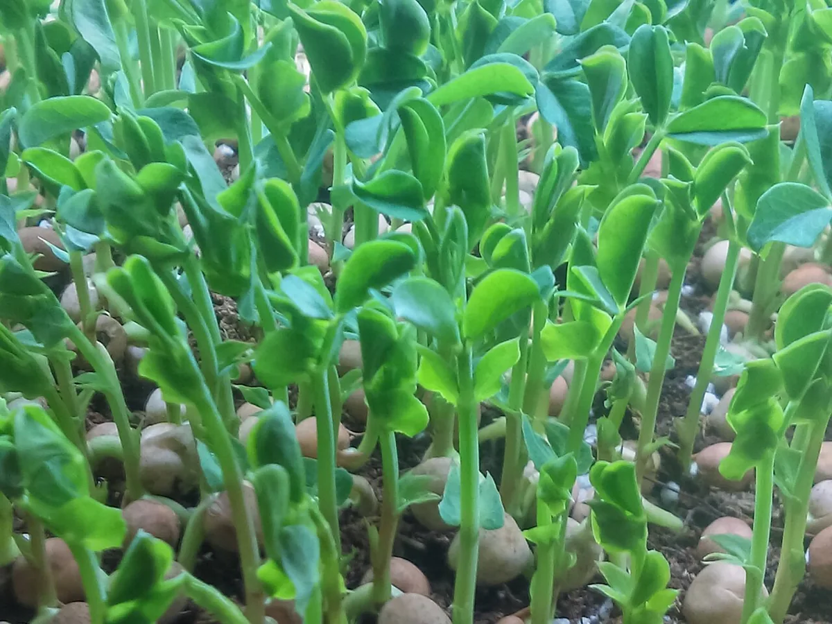 Pea Shoots
