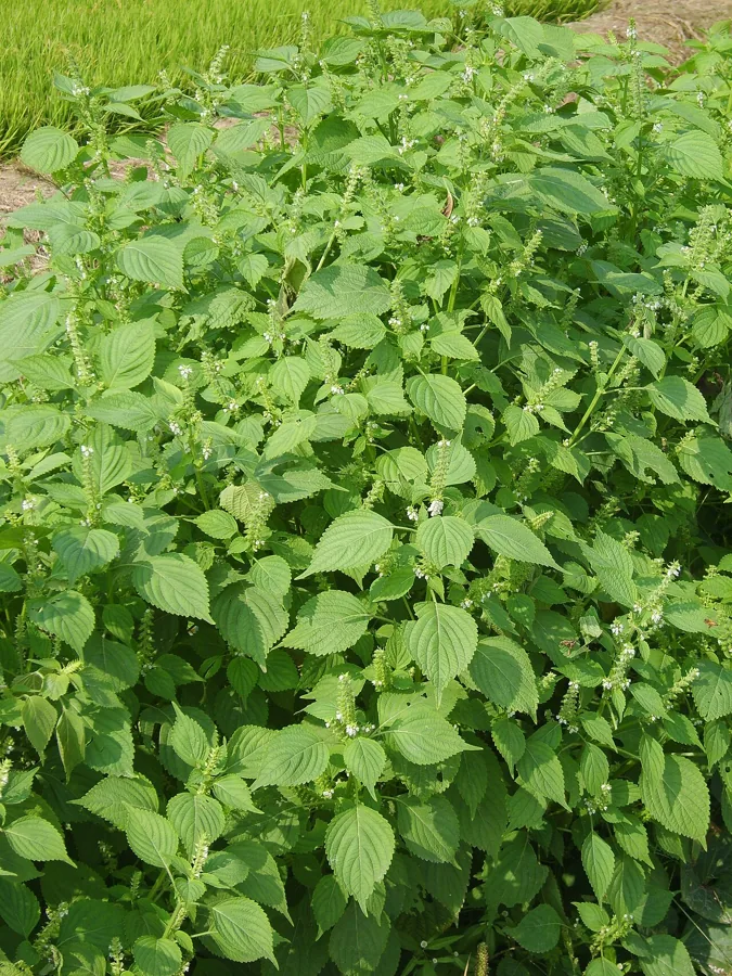 Perilla Leaves (Shiso)