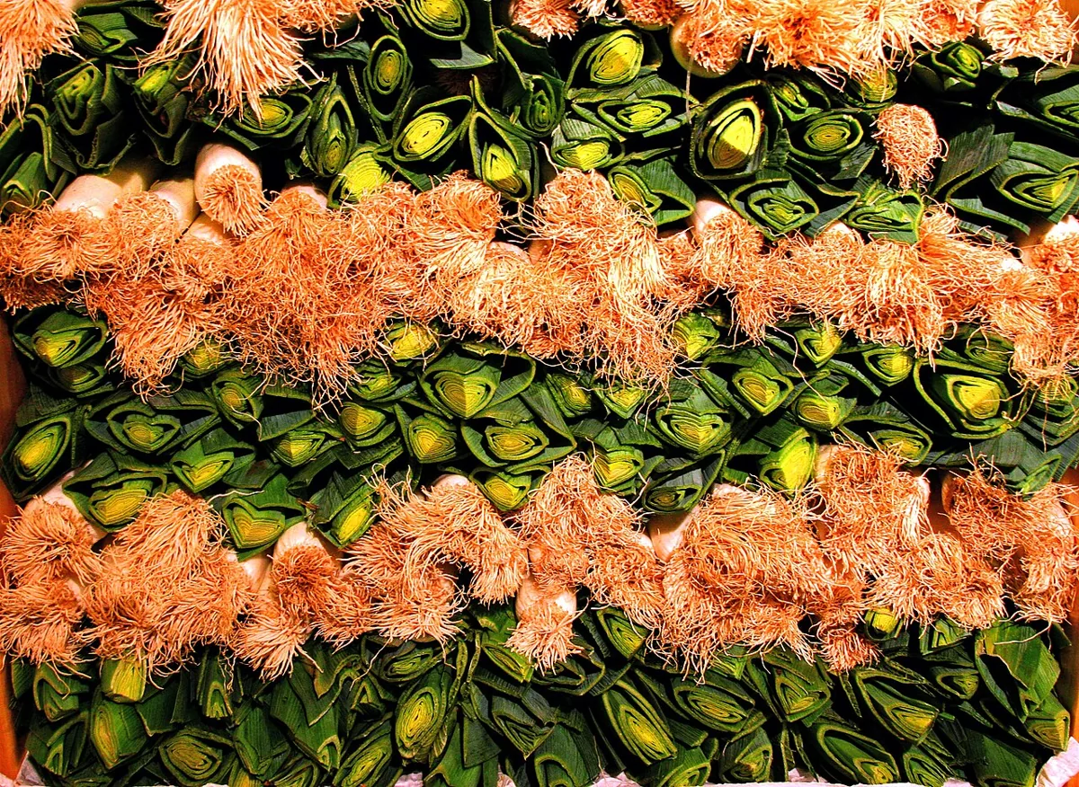 Leek vegetable