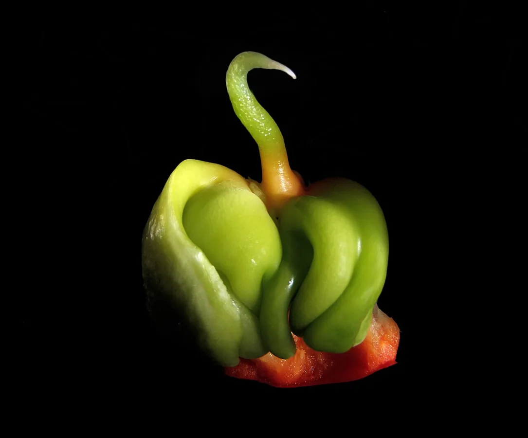 Poblano Pepper