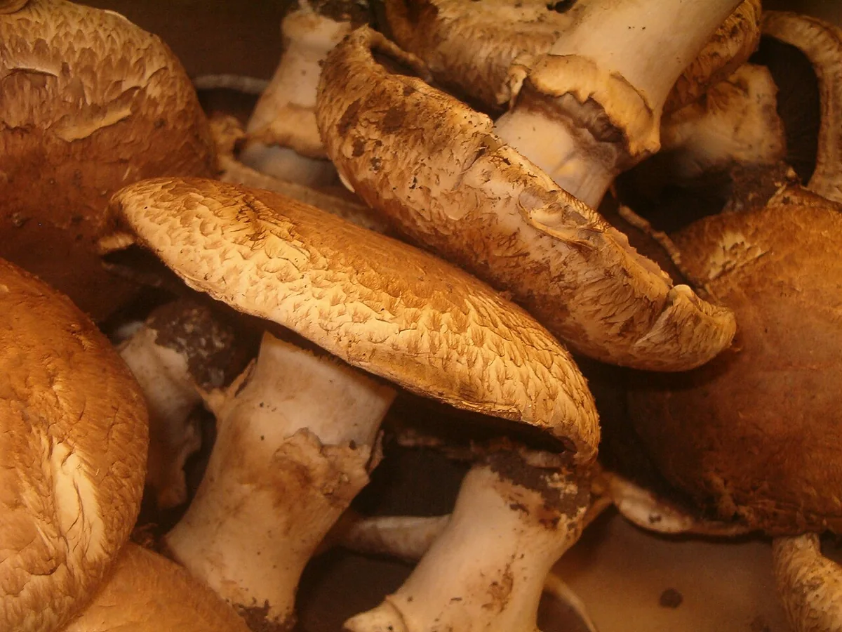 Portabella Mushrooms