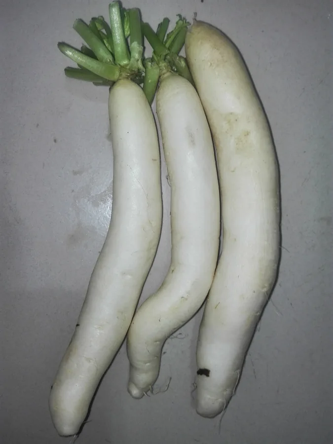 Radish (Kırmızı Turp) sebze görseli