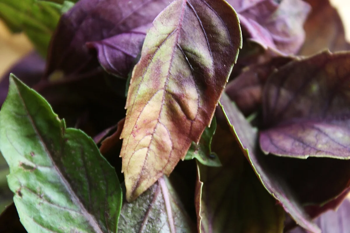Purple Basil