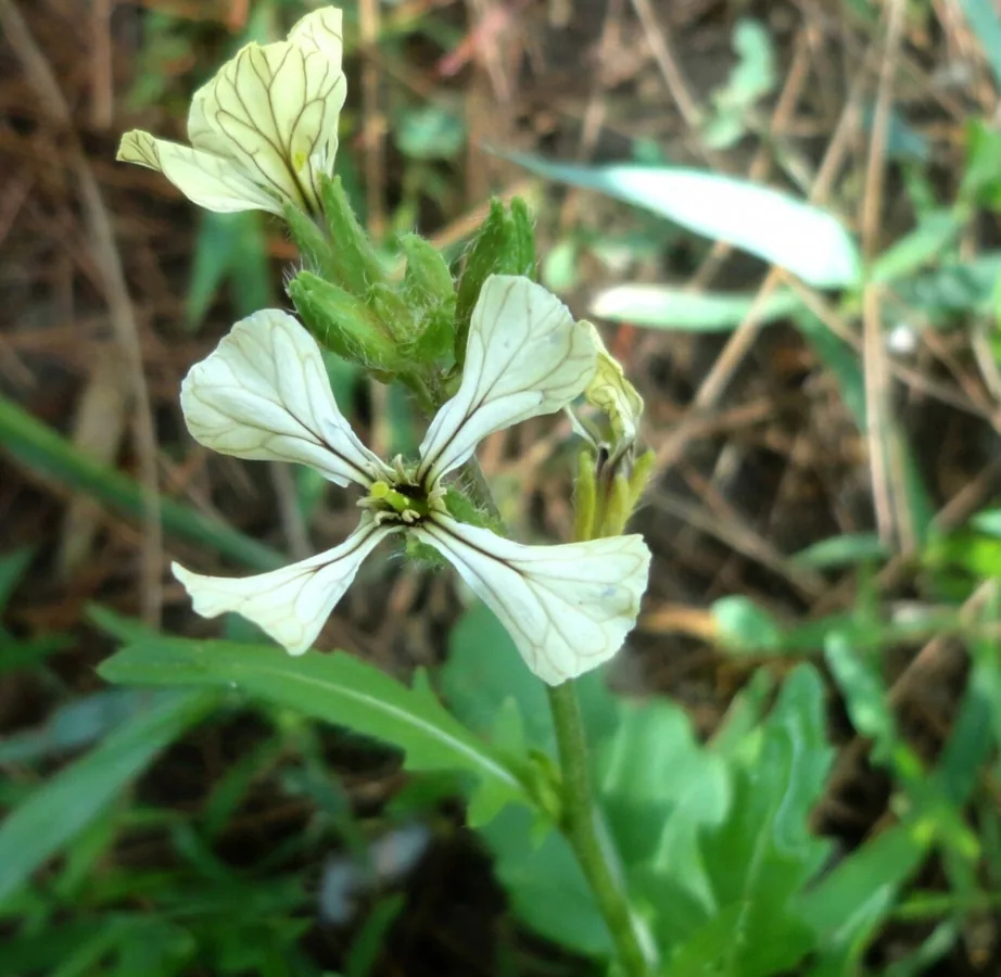 Arugula vegetable