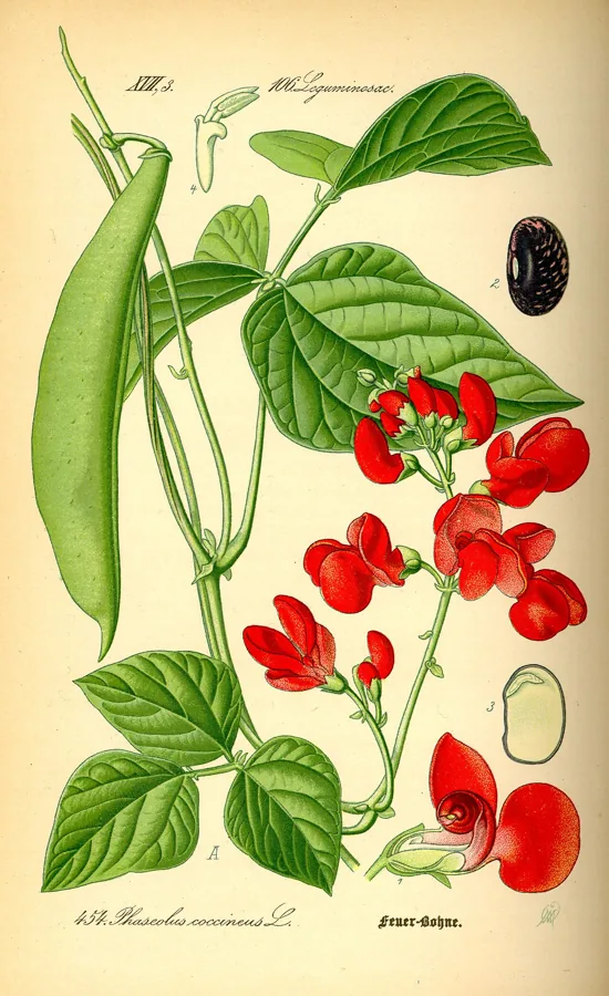 Runner Beans