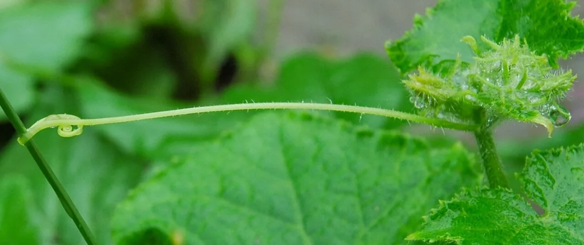 Cucumber vegetable