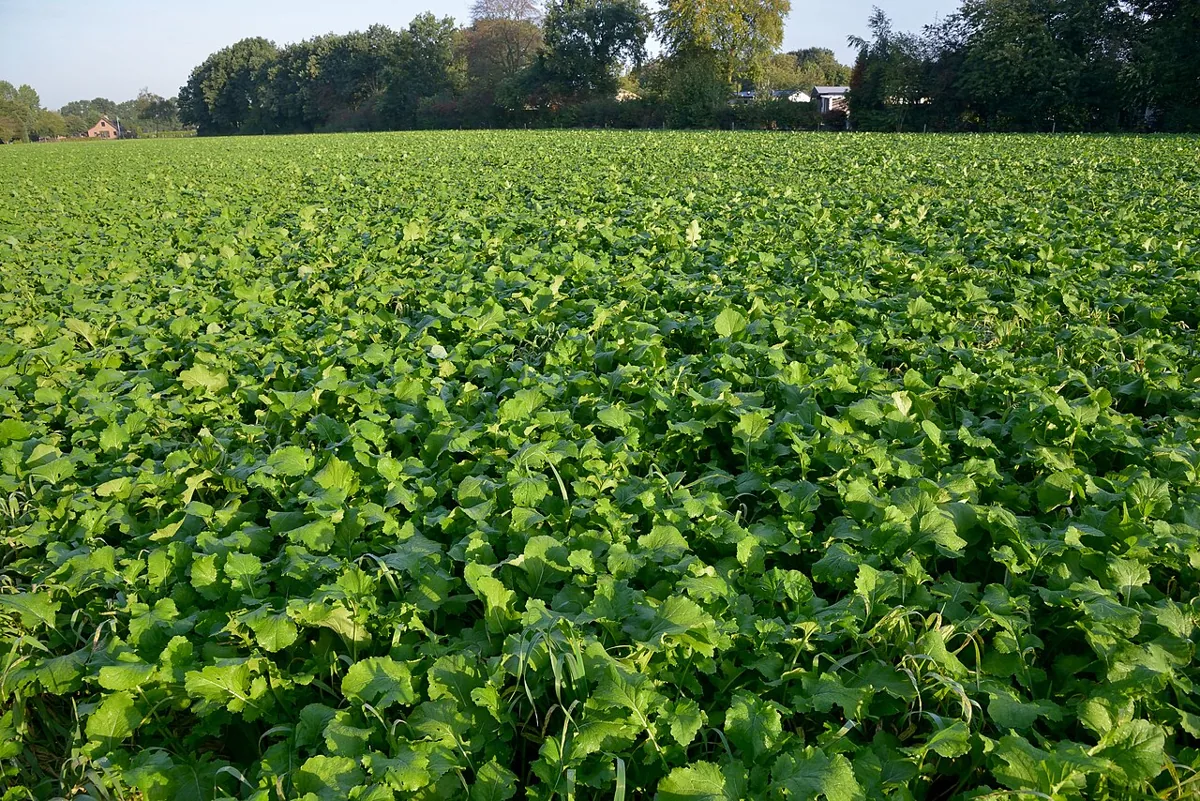 Turnip Greens