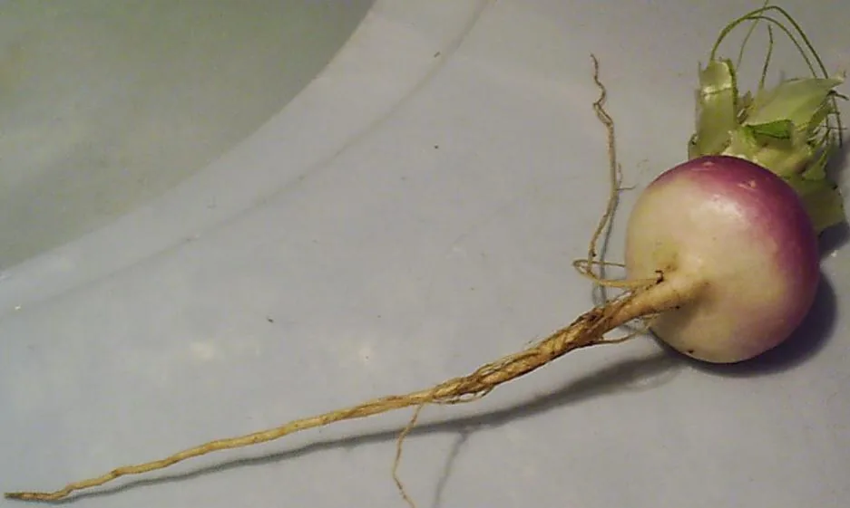 Turnip vegetable