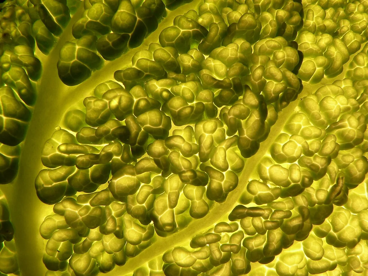 Savoy Cabbage