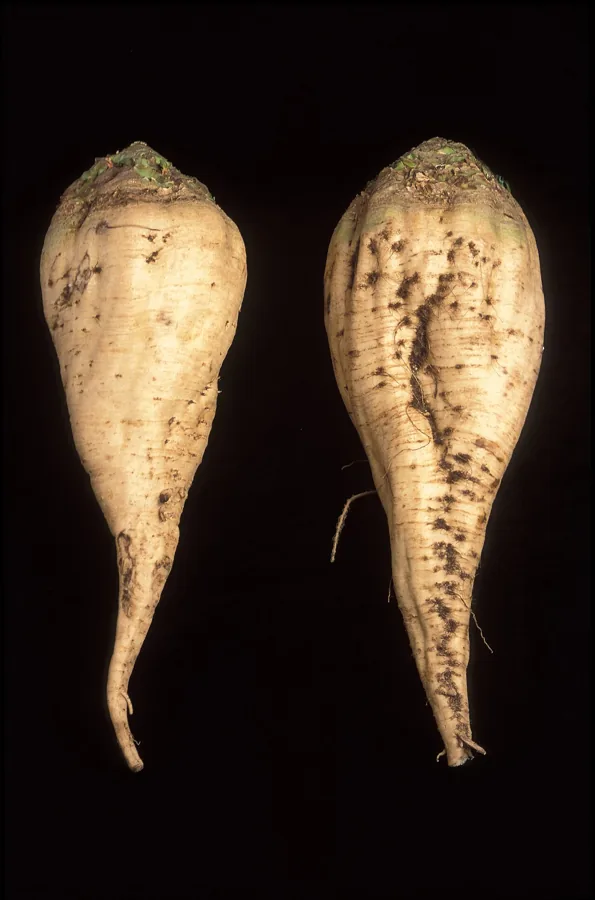 Sugar Beet