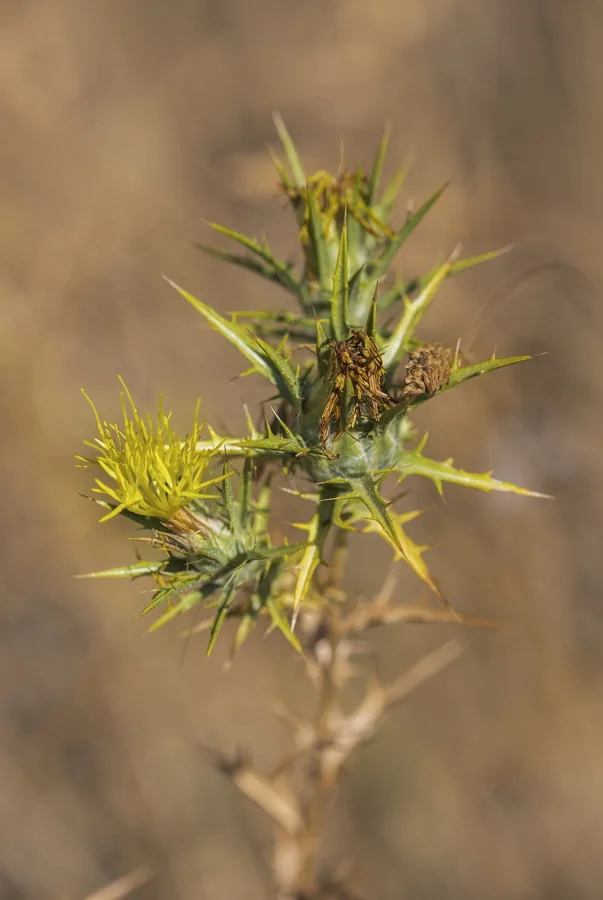 Golden Thistle (Şevketi Bostan)