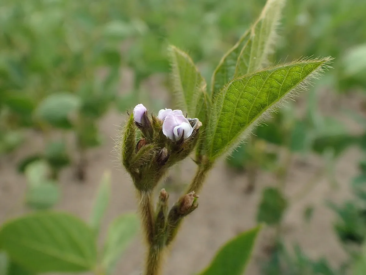 Soybeans vegetable